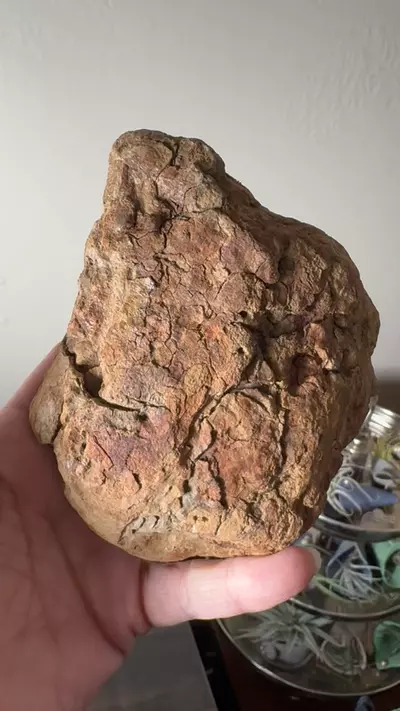 plant/Redwood Driftwood with Hook - Bleach-Sterilized & Varnished - 20-0-thumbnail