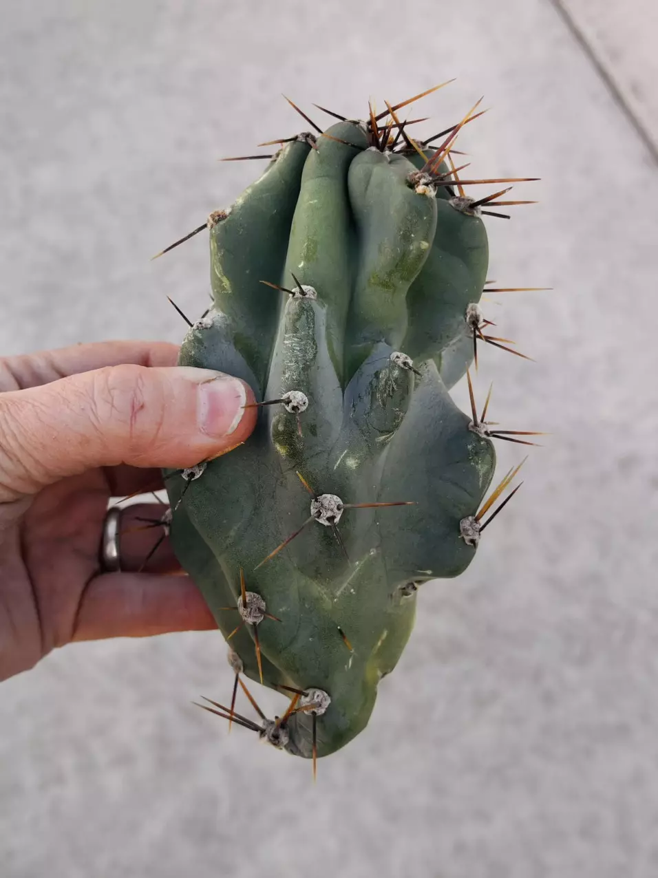 plant/Peruvian Apple Monstrose Rescue Cutting, GC-0