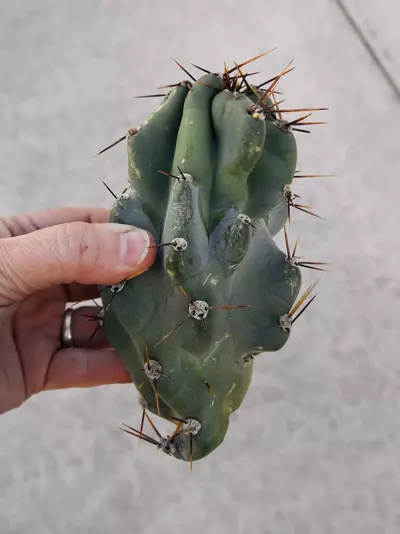 plant/Peruvian Apple Monstrose Rescue Cutting, GC-0-thumbnail