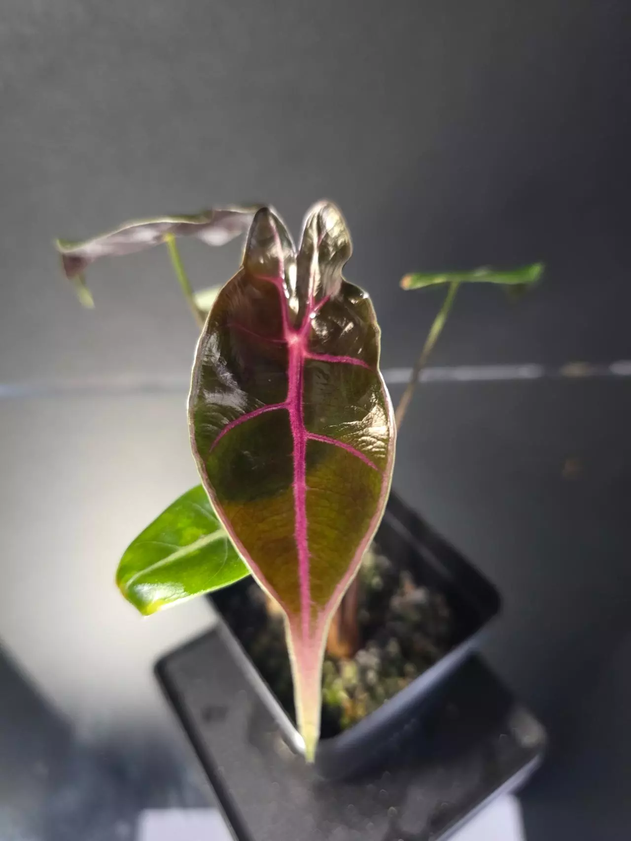 plant/Alocasia Black Satun Pink Bone-1