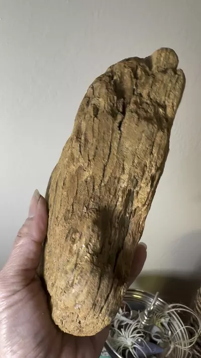 plant/Redwood Driftwood - Bleach-Sterilized & Varnished - 15-0-thumbnail