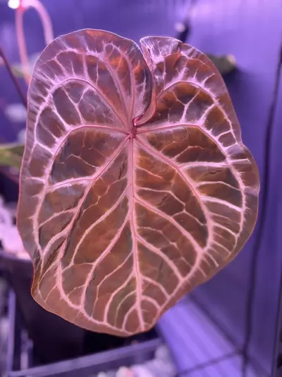 plant/Swampmanii x Hu Red Tiger (sprouts!!)-2-thumbnail