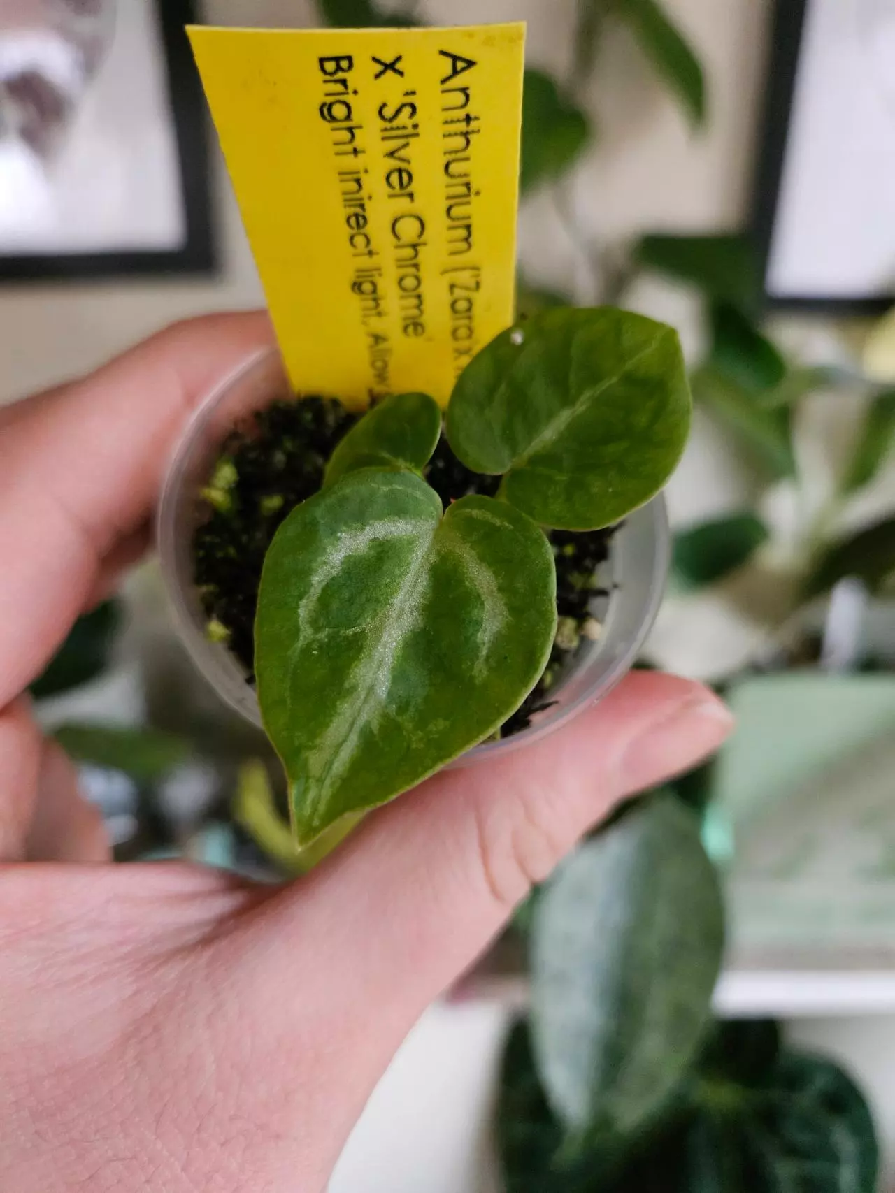 plant/Anthurium (zara michelle) x silver chrome seedling-0