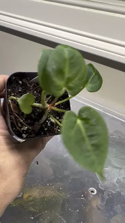 plant/Anthurium Indo Dressleri x Pink Lemonade #266-2-thumbnail