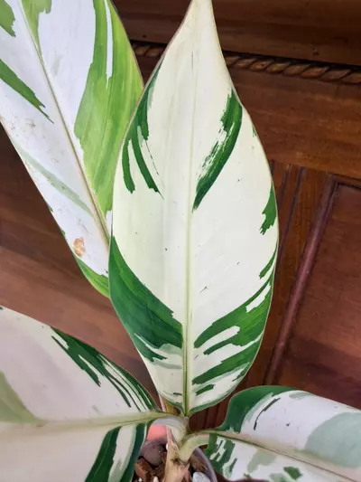 plant/Musa ‘Florida’ variegated✨-6-thumbnail