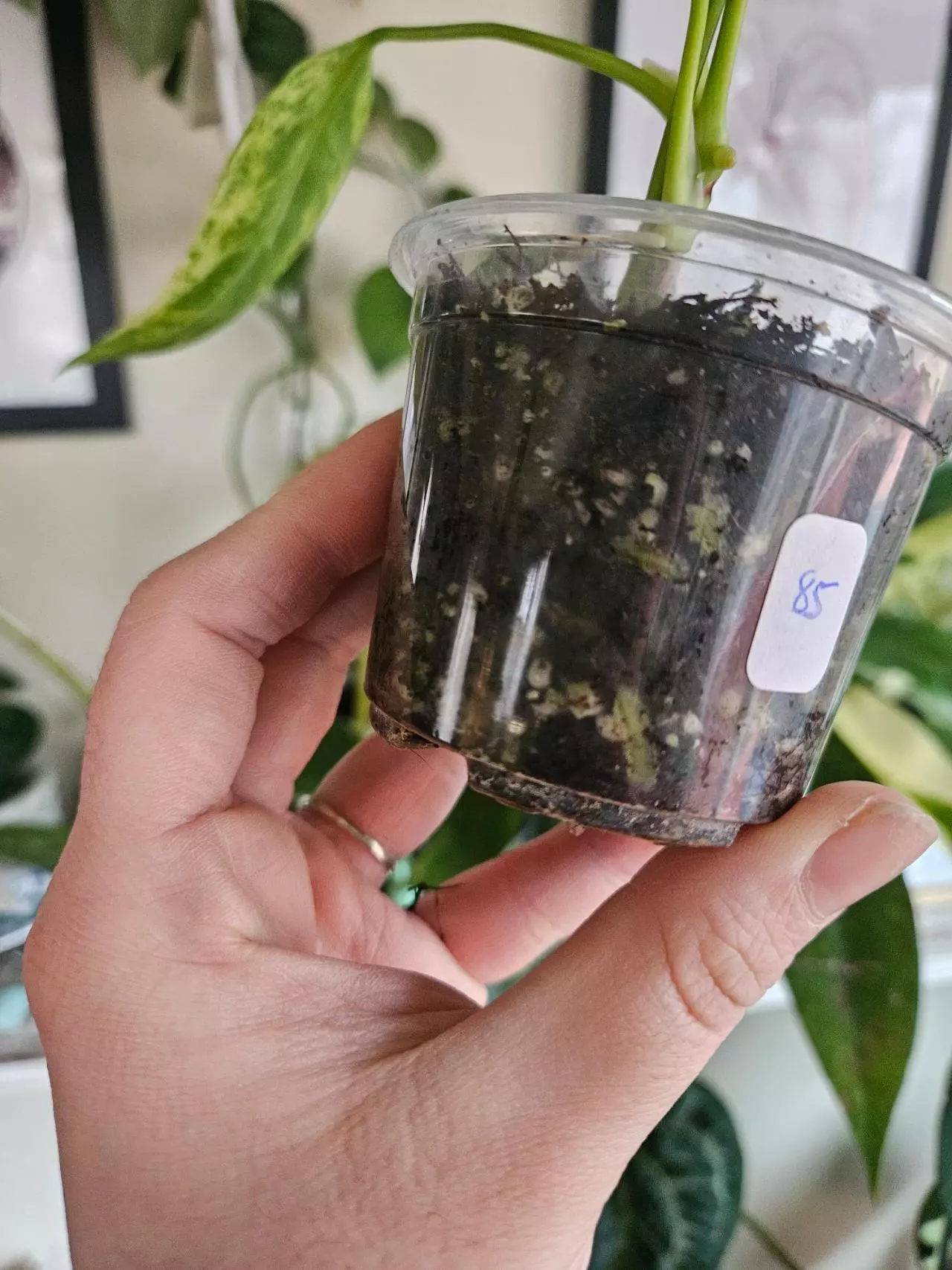 plant/Anthurium vittarifolium ver-2