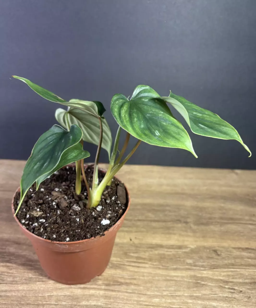 plant/Philodendron Plowmanii 3” 2288-1