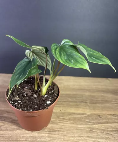 plant/Philodendron Plowmanii 3” 2288-1-thumbnail
