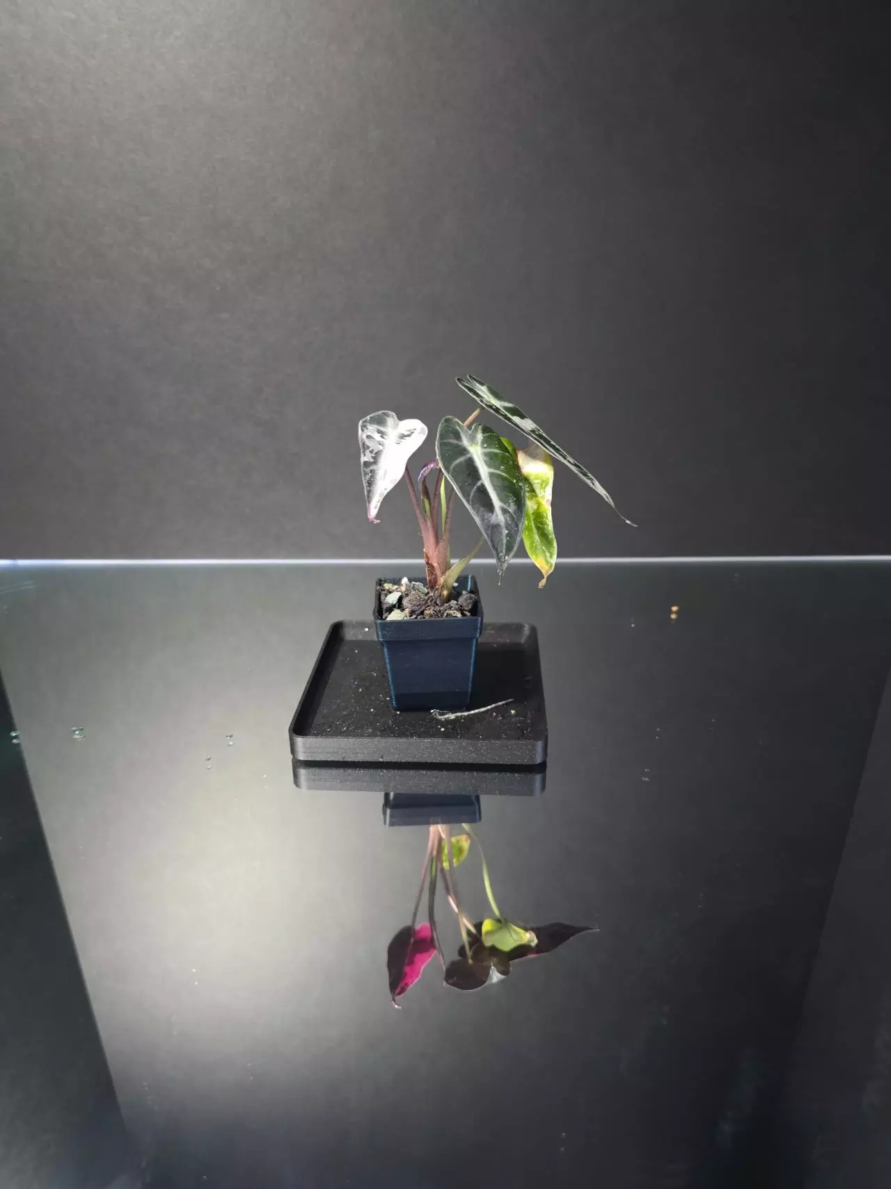 plant/Alocasia Pink Bambino 4-2