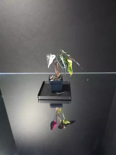 plant/Alocasia Pink Bambino 4-2-thumbnail