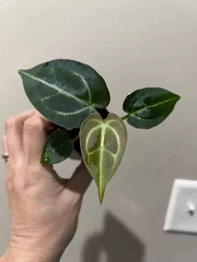 plant/Anthurium Crystal Pink Lemonade x Bessea-0-thumbnail