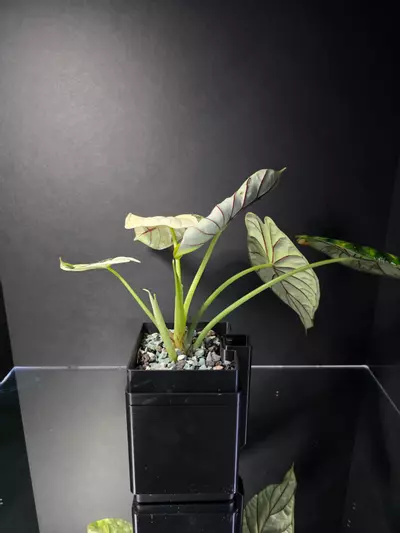 plant/Alocasia Dragon Scale Albo-4-thumbnail