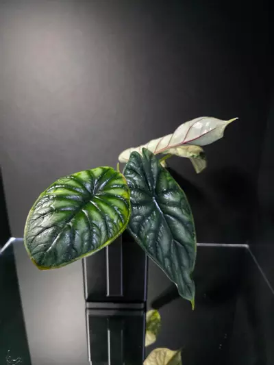 plant/Alocasia Dragon Scale Albo-2-thumbnail