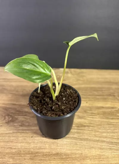 plant/Philodendron Plowmanii 3” 2286-2-thumbnail