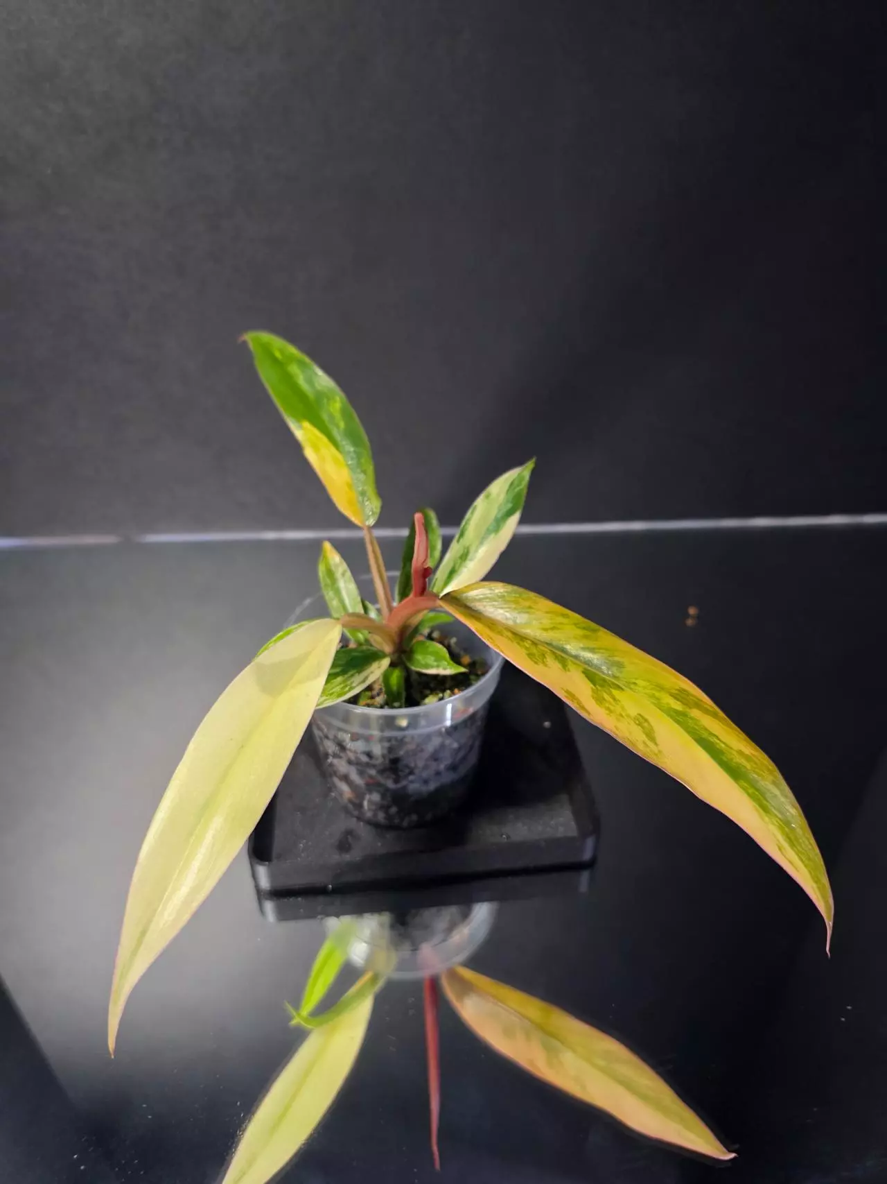 plant/Philodendron Caramel Marble-2