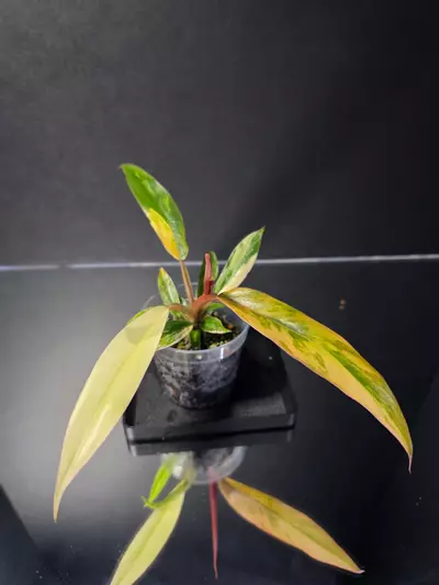 plant/Philodendron Caramel Marble-2-thumbnail