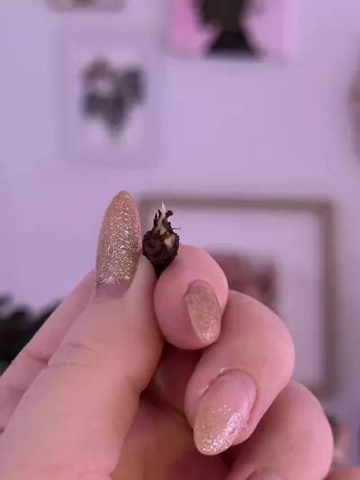 plant/Alocasia Melo Albo corm (smaller)-2-thumbnail