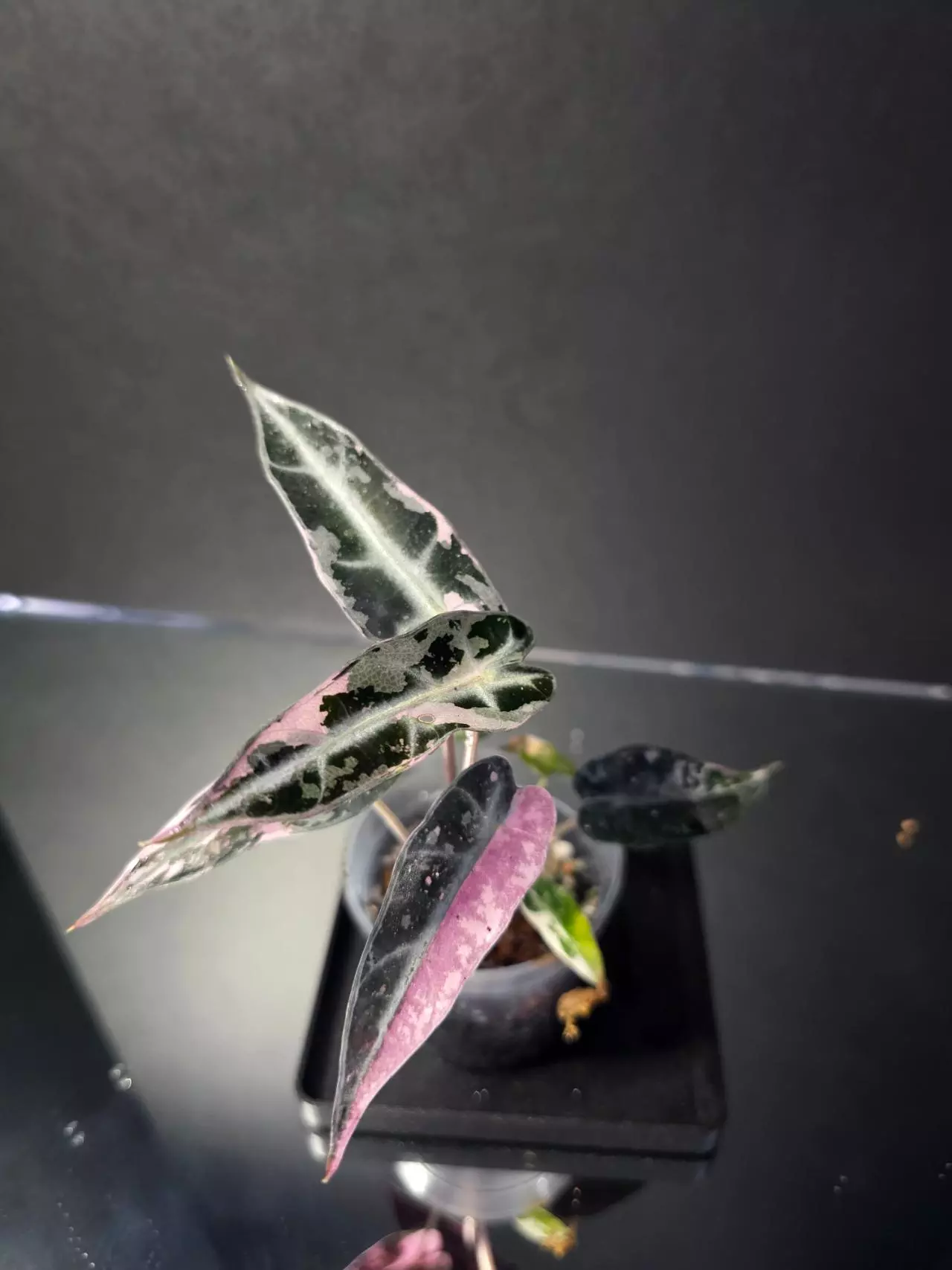 plant/Alocasia Pink Bambino 2-0