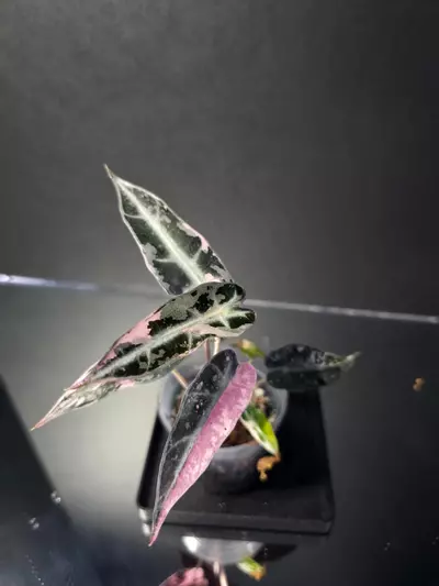 plant/Alocasia Pink Bambino 2-0-thumbnail