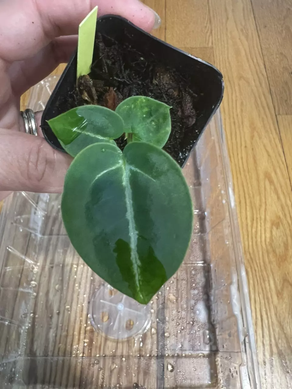 plant/Anthurium Dorayaki x Red Raspberry-0