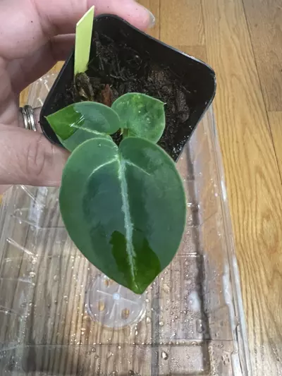 plant/Anthurium Dorayaki x Red Raspberry-0-thumbnail