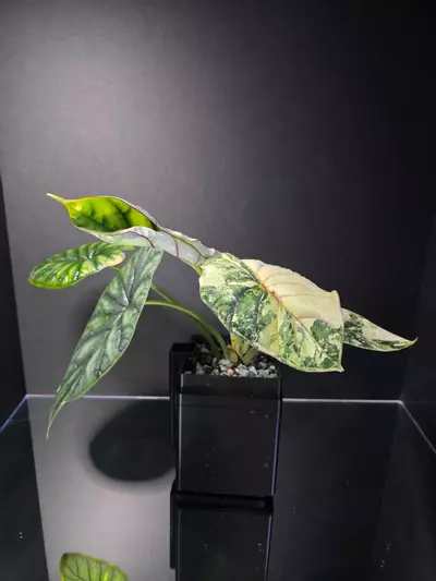 plant/Alocasia Dragon Scale Albo-3-thumbnail