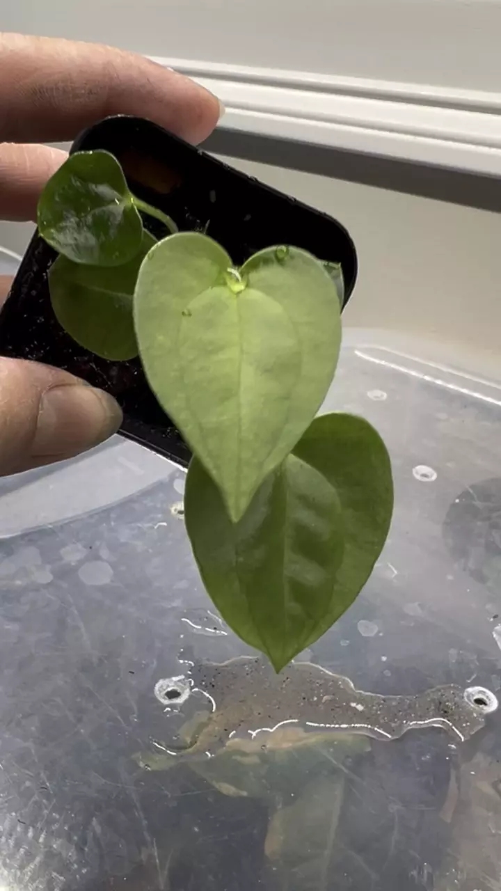 plant/Anthurium Lost Tag 2 in one pot #272-1