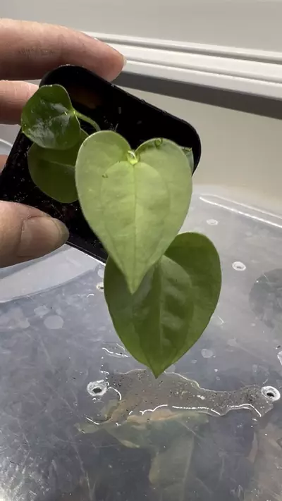 plant/Anthurium Lost Tag 2 in one pot #272-1-thumbnail