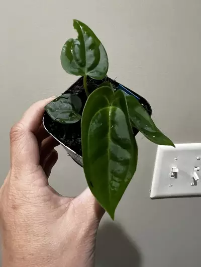 plant/Anthurium GY ? X Dressleri/ Bessea Supa dark #263-0-thumbnail