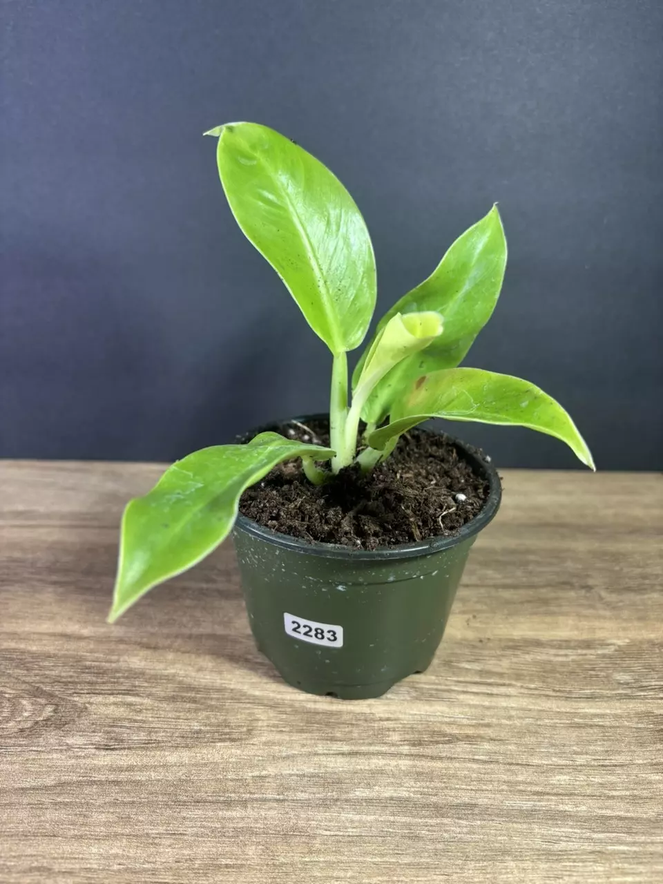 plant/Philodendron Moonlight 4” - grower’s choice-0