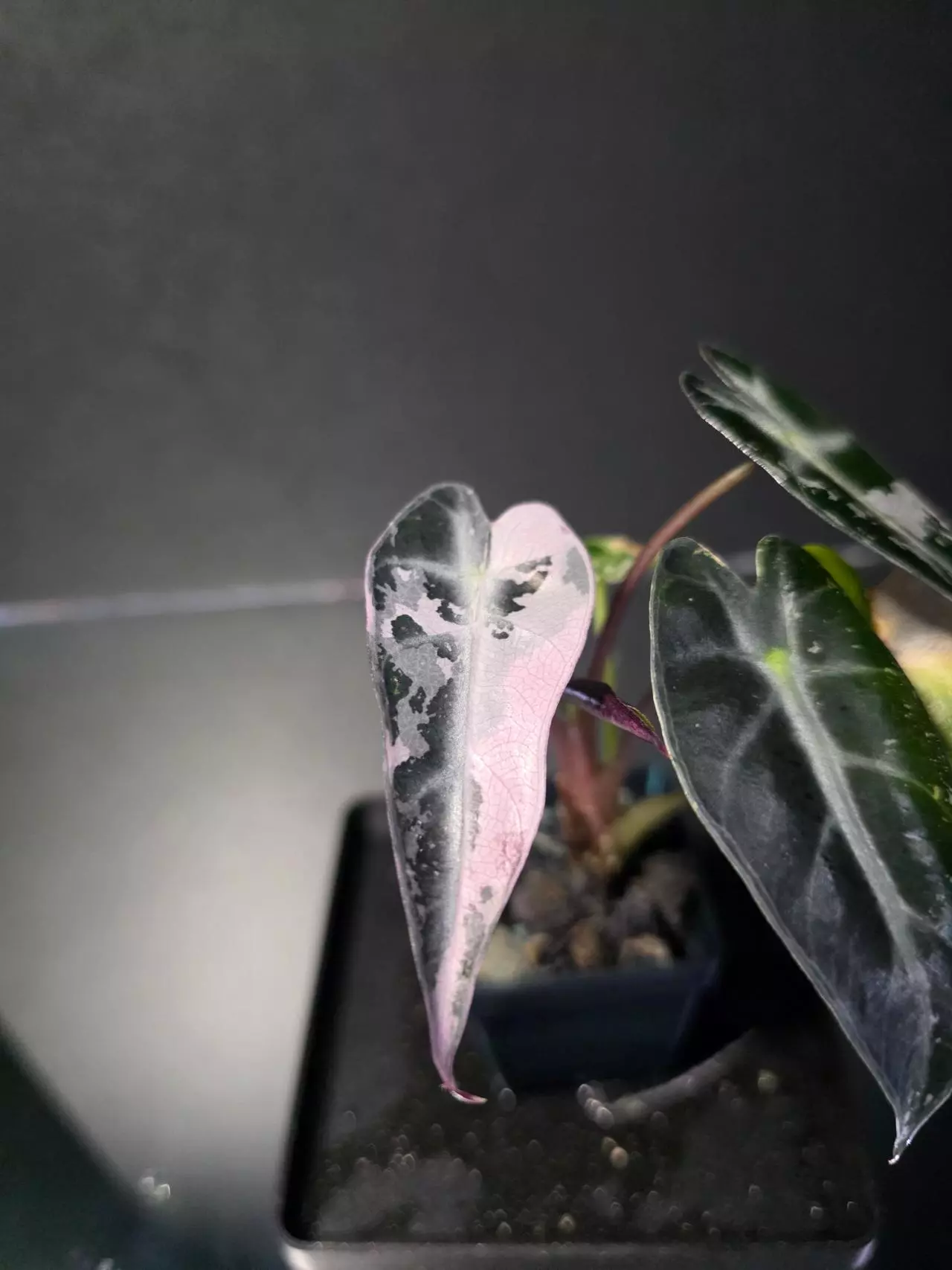 plant/Alocasia Pink Bambino 4-0