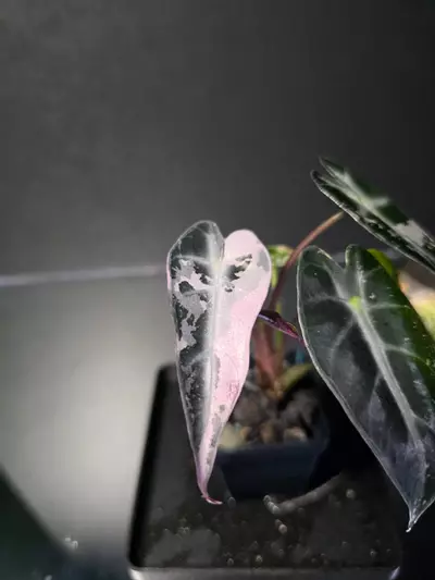 plant/Alocasia Pink Bambino 4-0-thumbnail