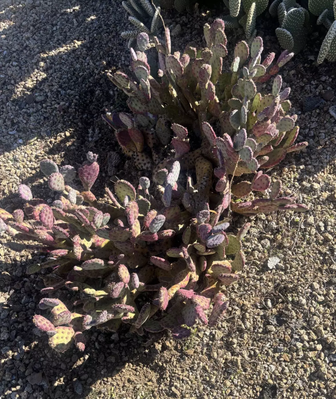 plant/Opuntia Basilaris 'Baby Rita' 3-5” Large cutting GC-1