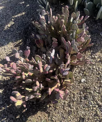 plant/Opuntia Basilaris 'Baby Rita' 3-5” Large cutting GC-1-thumbnail