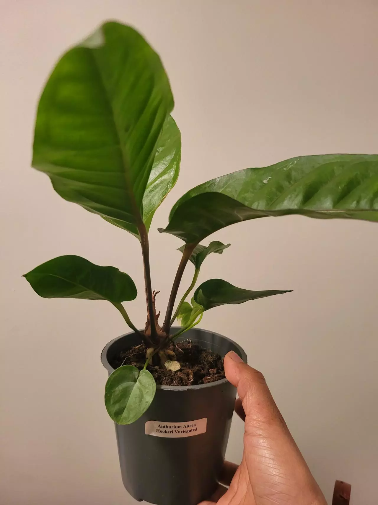 plant/Anthurium aurea hookeri variegated( reverted )-2