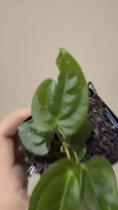 plant/Anthurium GY ? X Dressleri/ Bessea Supa dark #263-1-thumbnail