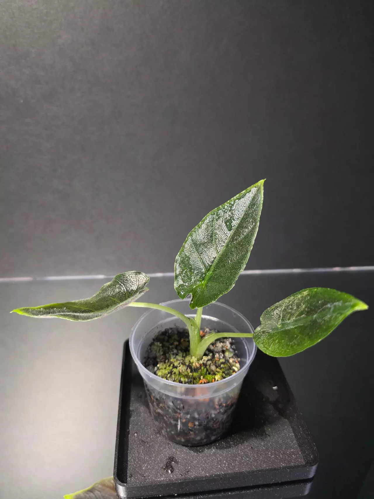 plant/Anthurium Antoro Velvet-1