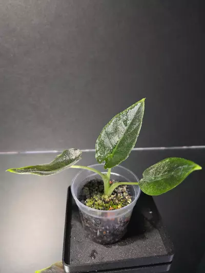 plant/Anthurium Antoro Velvet-1-thumbnail