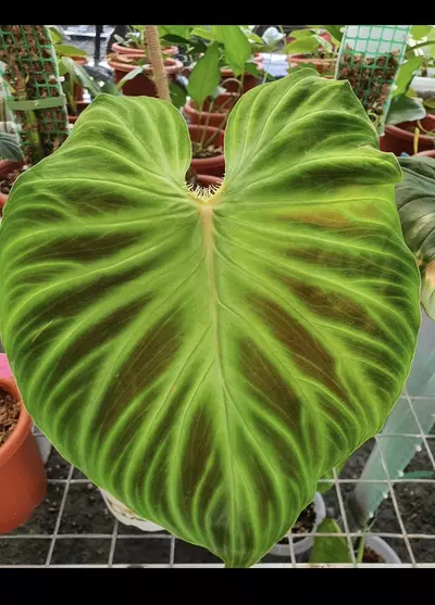 plant/Philodendron Verrucosum Glow-2-thumbnail
