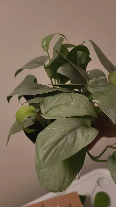 plant/Scindapsus platinum Java 6" ( exact item)-1-thumbnail