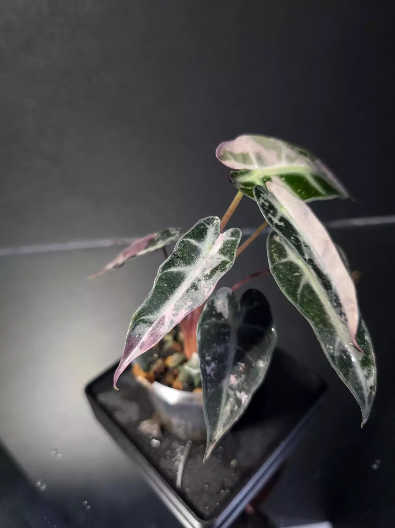 plant/Alocasia Pink Bambino 3-1