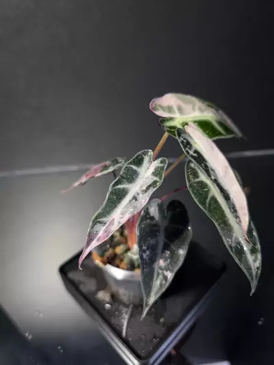 plant/Alocasia Pink Bambino 3-1-thumbnail