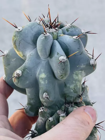 plant/Peruvian Apple Monstrose Rescue Cutting, GC-0-thumbnail