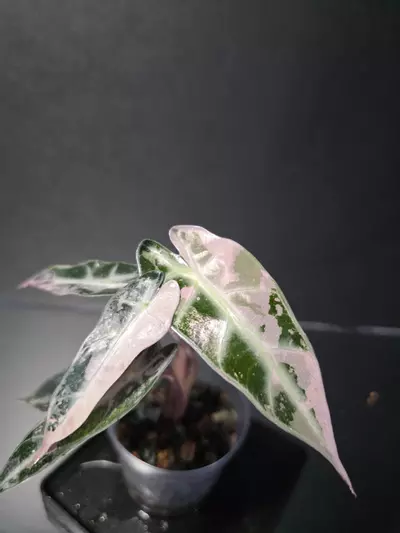 plant/Alocasia Pink Bambino 3-2-thumbnail