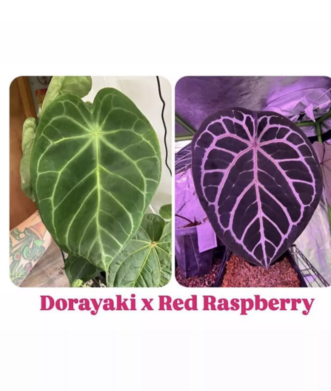 plant/Anthurium Dorayaki x Red Raspberry-2