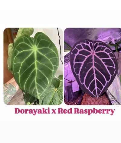 plant/Anthurium Dorayaki x Red Raspberry-2-thumbnail
