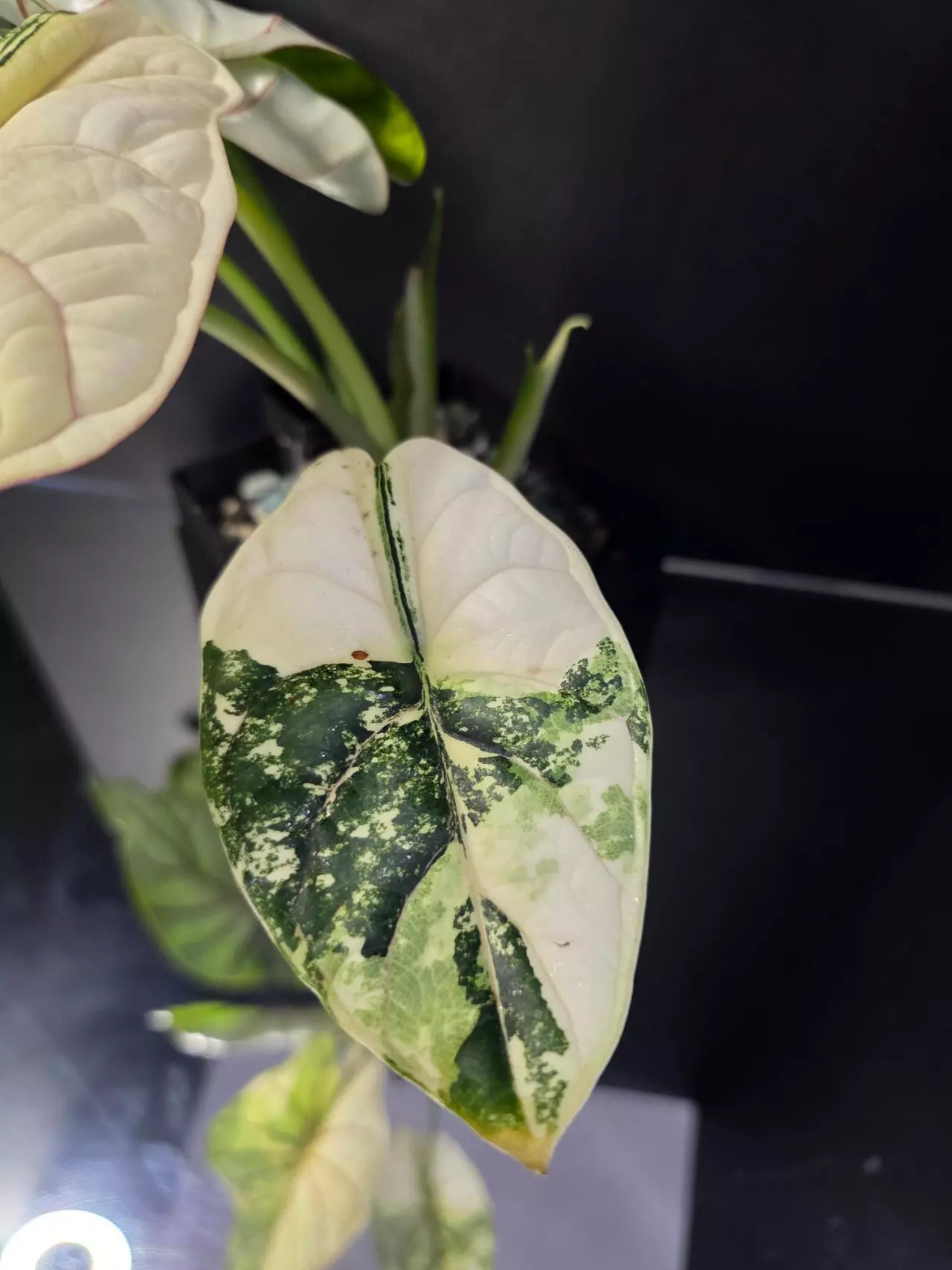 plant/Alocasia Dragon Scale Albo-1