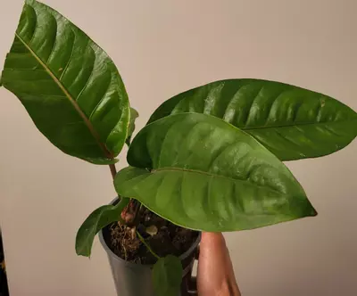 plant/Anthurium aurea hookeri variegated( reverted )-0-thumbnail