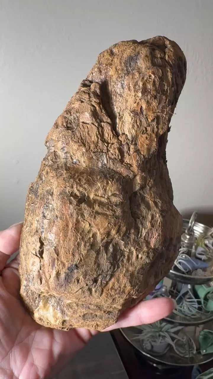 plant/Redwood Driftwood - Bleach-Sterilized & Varnished - 21-0