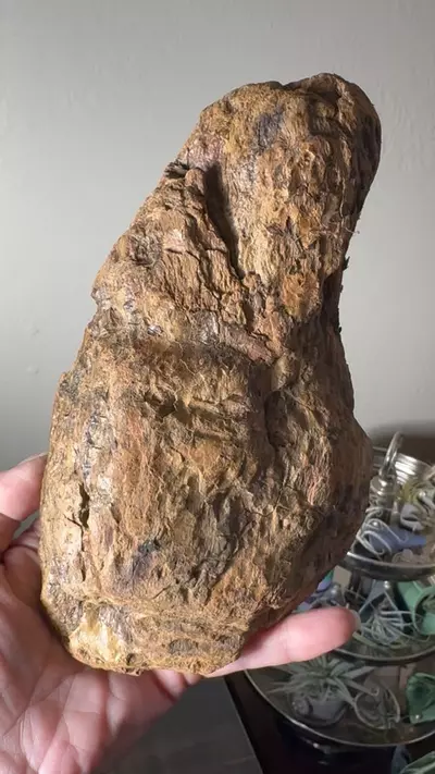 plant/Redwood Driftwood - Bleach-Sterilized & Varnished - 21-0-thumbnail